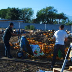 compost sorting