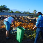 compost sorting